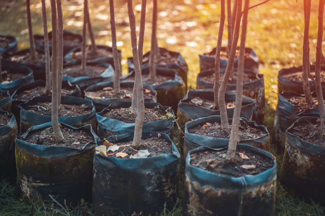 Newly planted trees photo