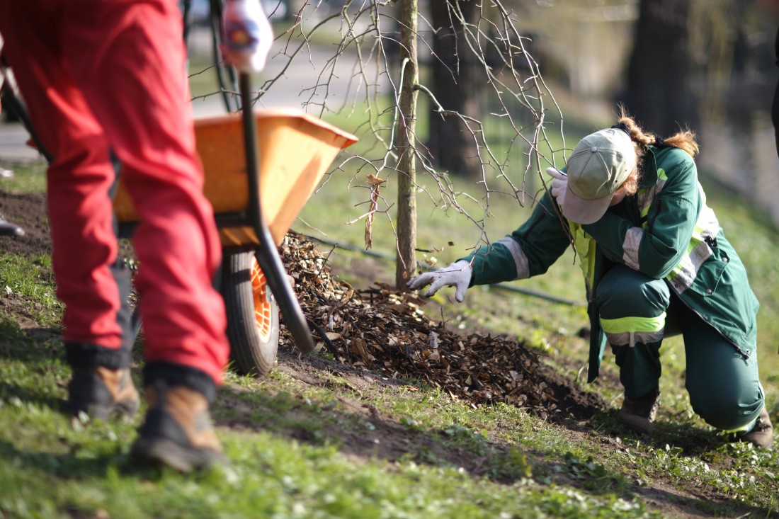 Tree installation Photo