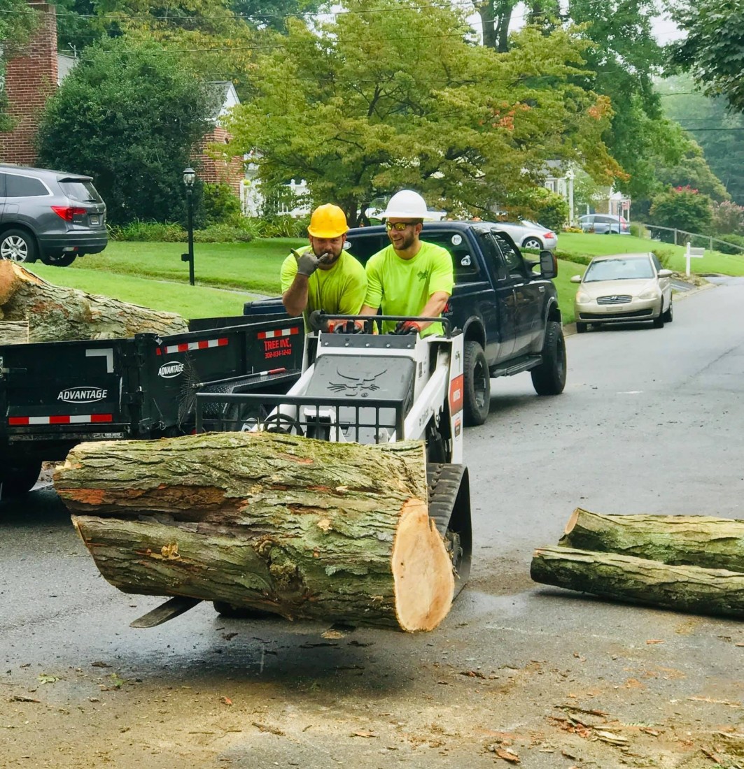 Photo of tree contractor removing ang clearing a trunk