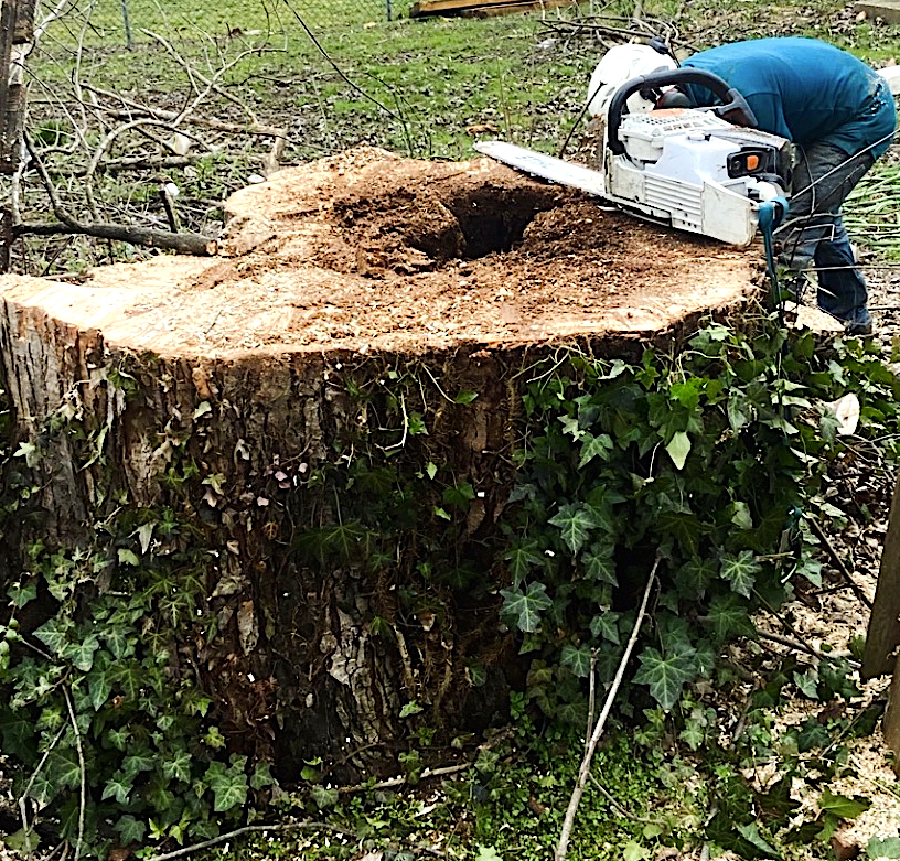 Photo of Commercial Stump Removal