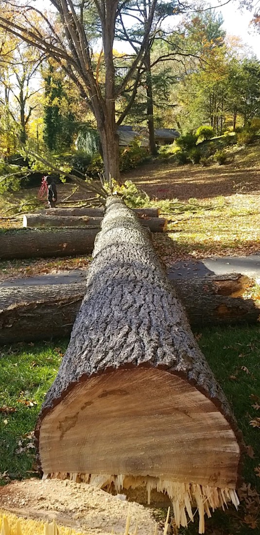 A photo of tree heavy equipment cutting a tree