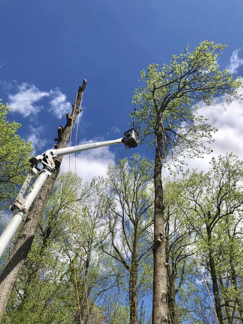 A photo of large tree trimming 