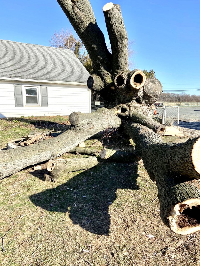 Downed Trees or Branches Photo