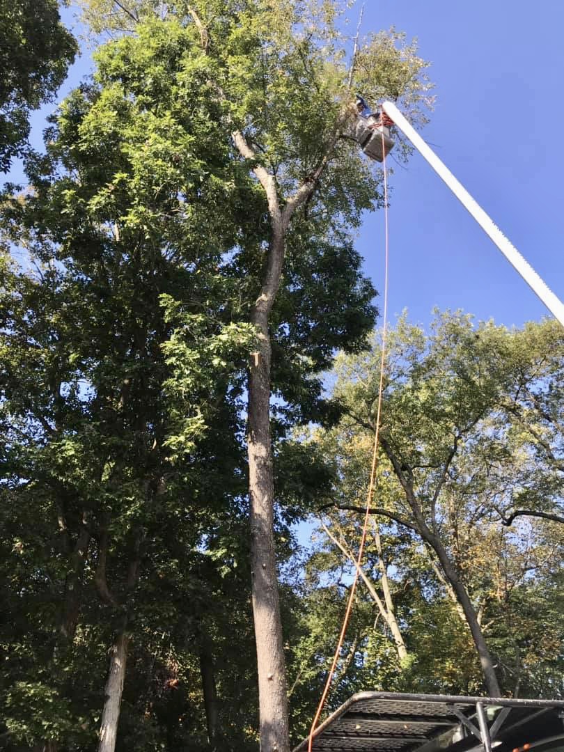 Hedge & Tree Trimming Photo