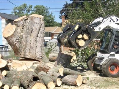 Large Clear Cutting or Small Area Clean-up Photo