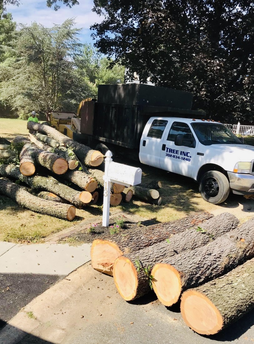 Photo of tree contractor removing ang clearing a trunk