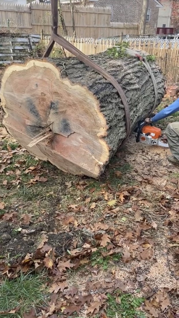 Dead trees removal photo