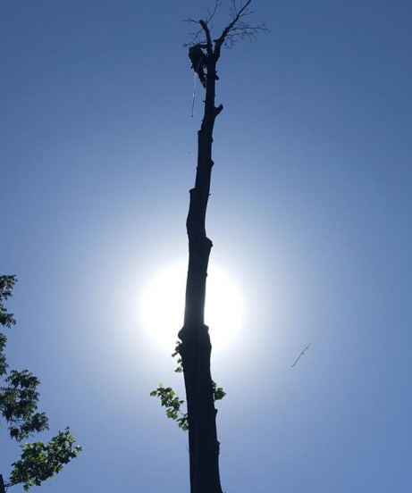 Trunk of the Tree Photo
