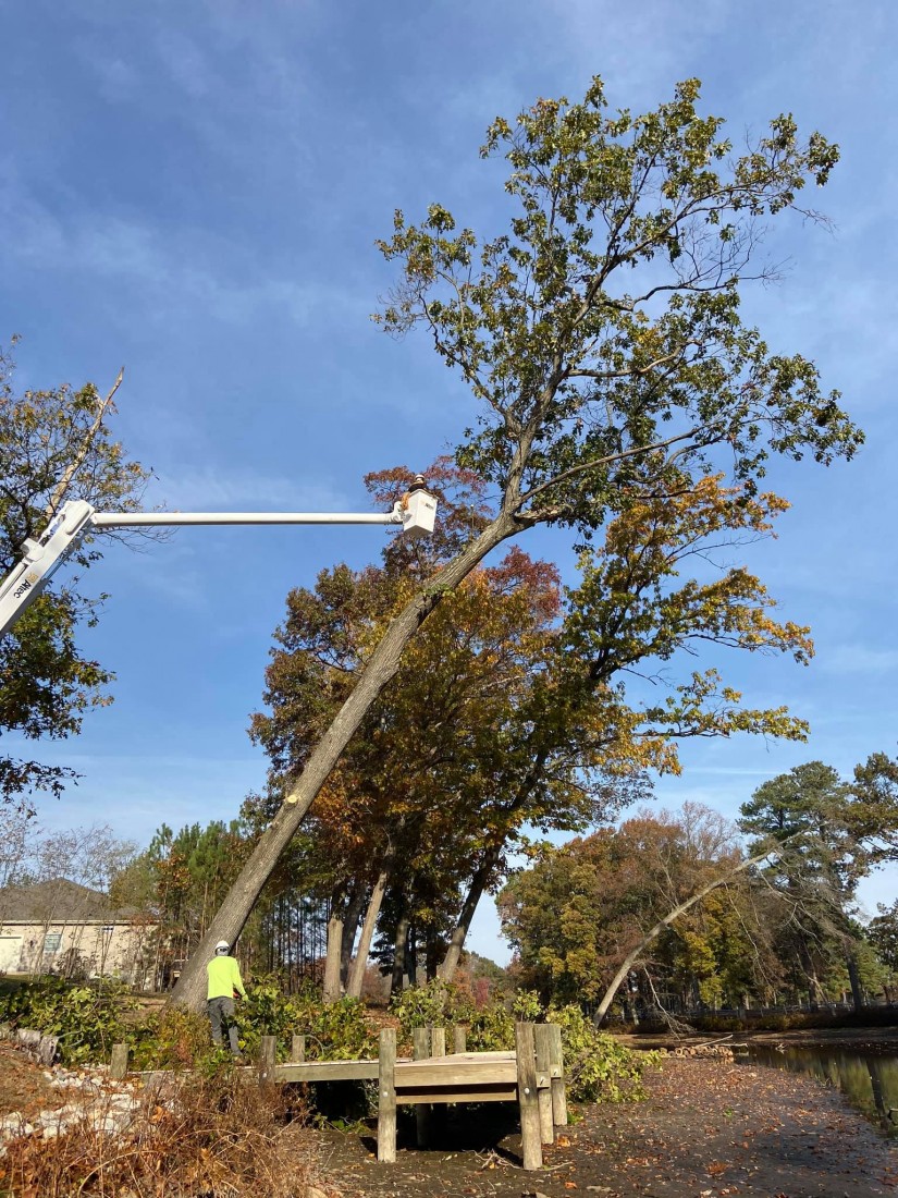 A photo of tree contractor trimming a tall tree 