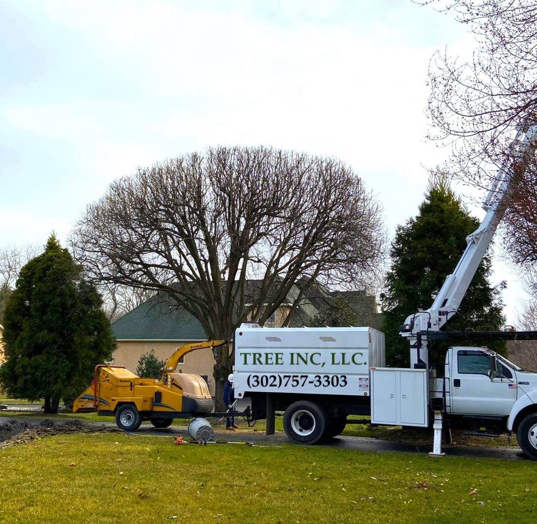 Tree Removal and Cleanup After Storm Damage Photo